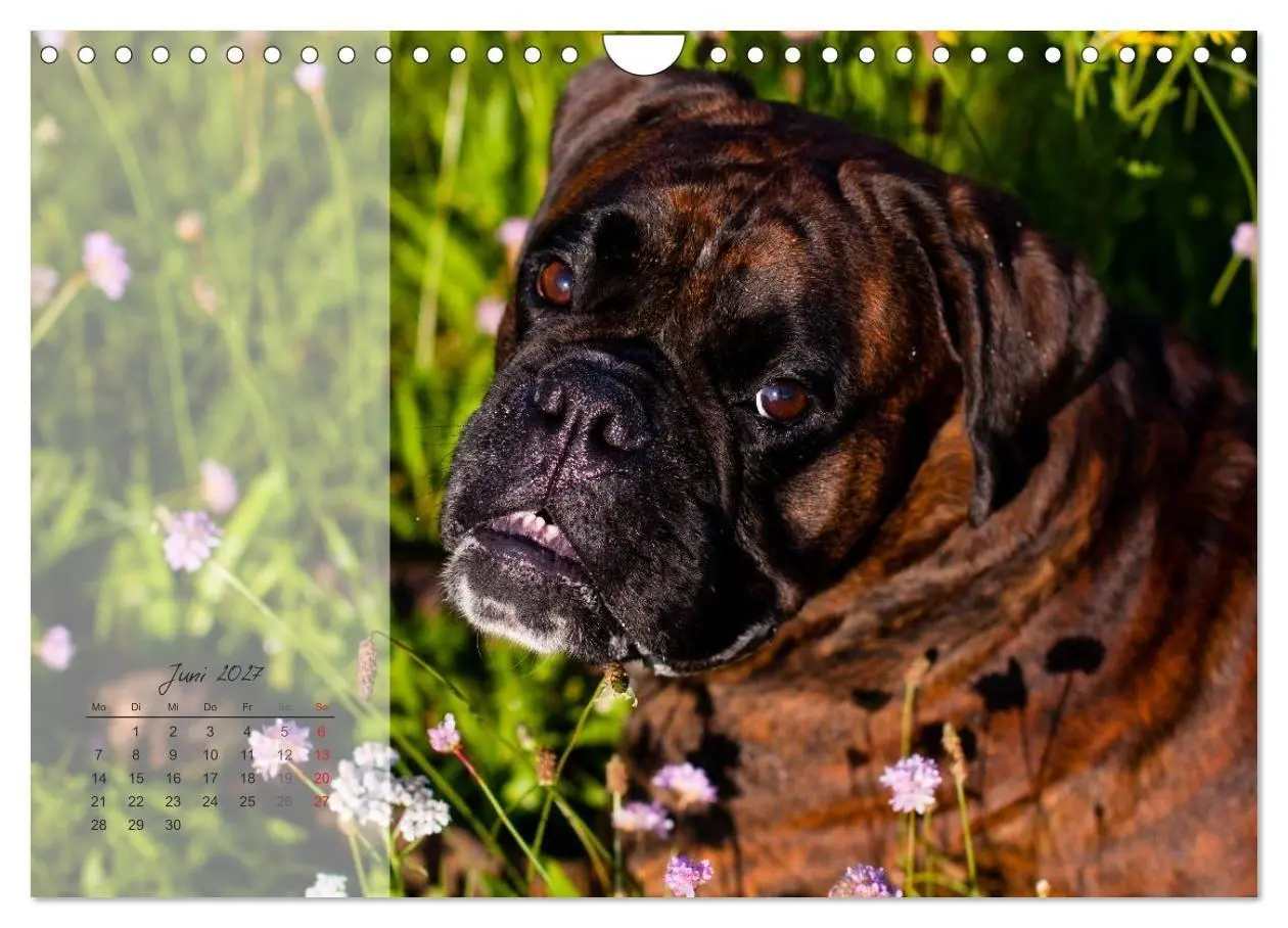 Bild: 9783594239216 | Deutscher Boxer 2027 (Wandkalender 2027 DIN A4 quer), CALVENDO...