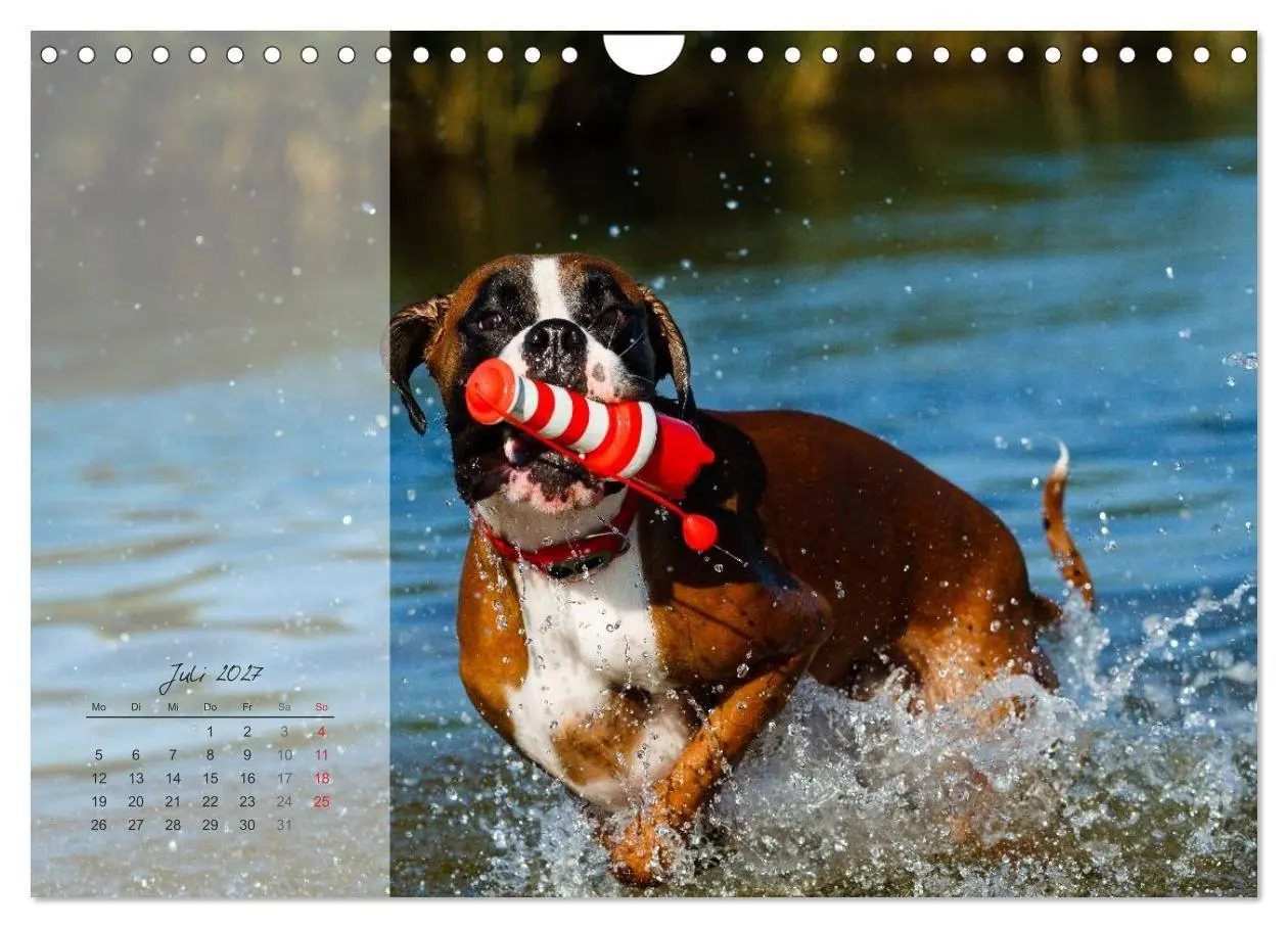 Bild: 9783594239216 | Deutscher Boxer 2027 (Wandkalender 2027 DIN A4 quer), CALVENDO...
