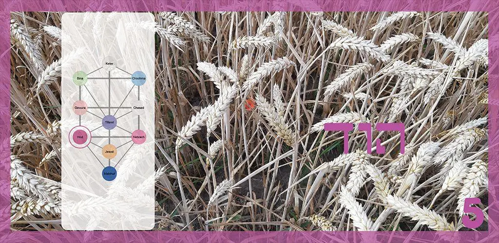 Bild: 9783949819216 | Omer-Kalender | 49 Meditationen zu spirituellem Wachstum | Hana Gross