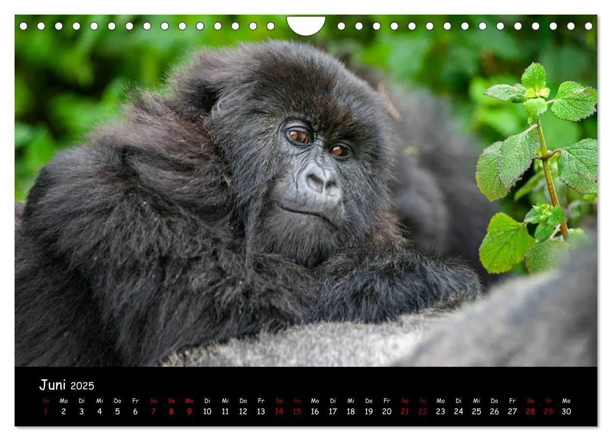Bild: 9783435119516 | Berggorillas: die bedrohten Riesen (Wandkalender 2025 DIN A4 quer),...