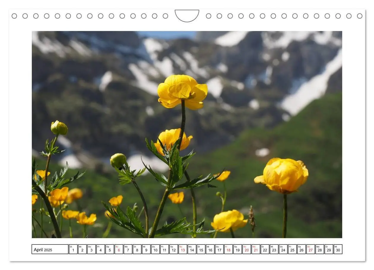 Bild: 9783435599516 | Alpenblumen. Bunte Welt in luftiger Höhe (Wandkalender 2025 DIN A4...