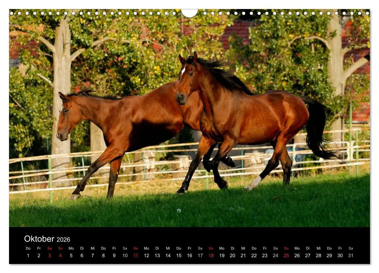 Bild: 9783457989616 | Faszinierende Pferde 2026 (Wandkalender 2026 DIN A3 quer), CALVENDO...