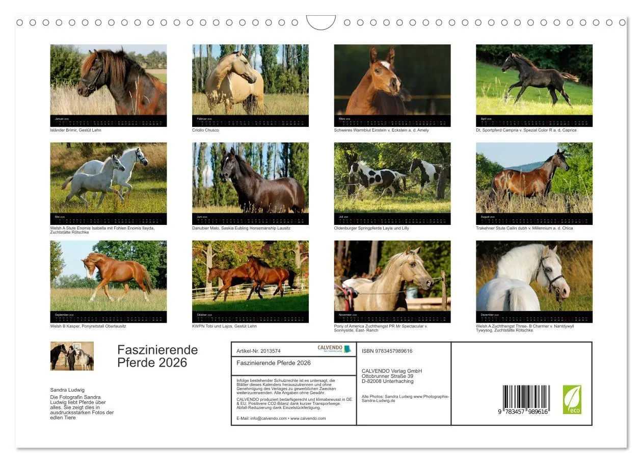 Bild: 9783457989616 | Faszinierende Pferde 2026 (Wandkalender 2026 DIN A3 quer), CALVENDO...