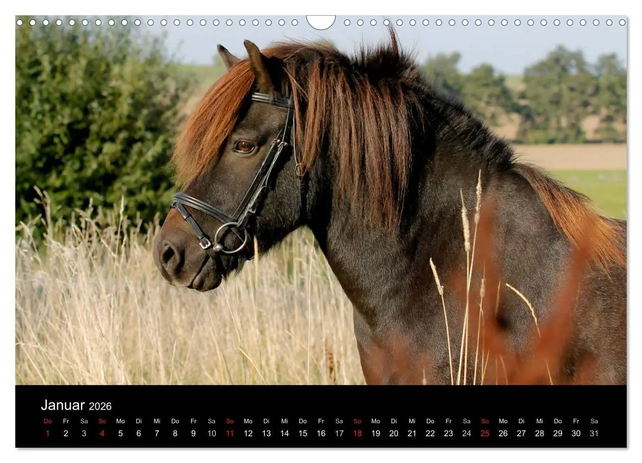 Bild: 9783457989616 | Faszinierende Pferde 2026 (Wandkalender 2026 DIN A3 quer), CALVENDO...