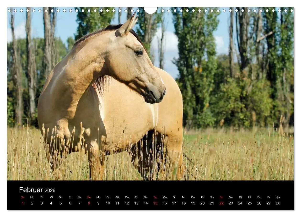 Bild: 9783457989616 | Faszinierende Pferde 2026 (Wandkalender 2026 DIN A3 quer), CALVENDO...