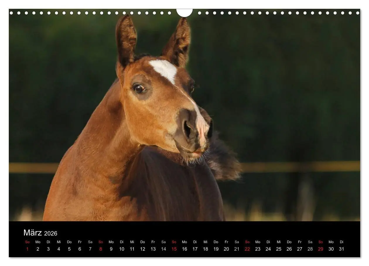 Bild: 9783457989616 | Faszinierende Pferde 2026 (Wandkalender 2026 DIN A3 quer), CALVENDO...