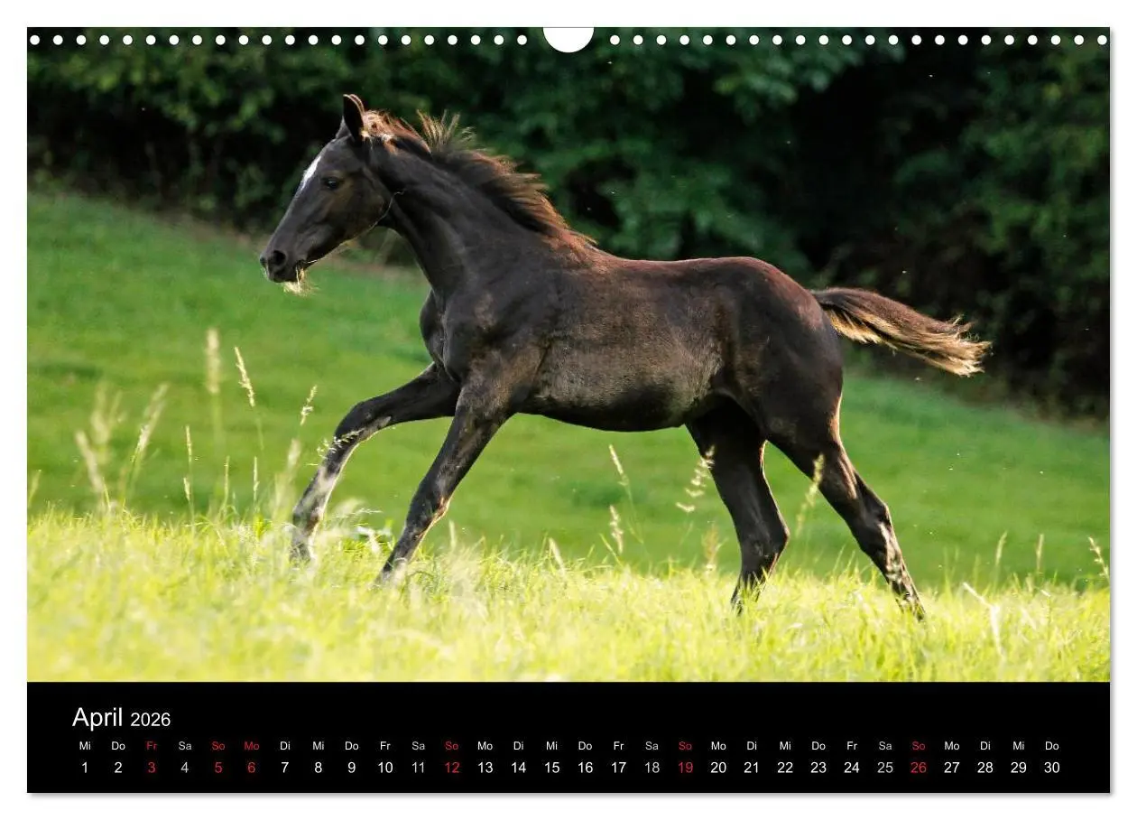 Bild: 9783457989616 | Faszinierende Pferde 2026 (Wandkalender 2026 DIN A3 quer), CALVENDO...