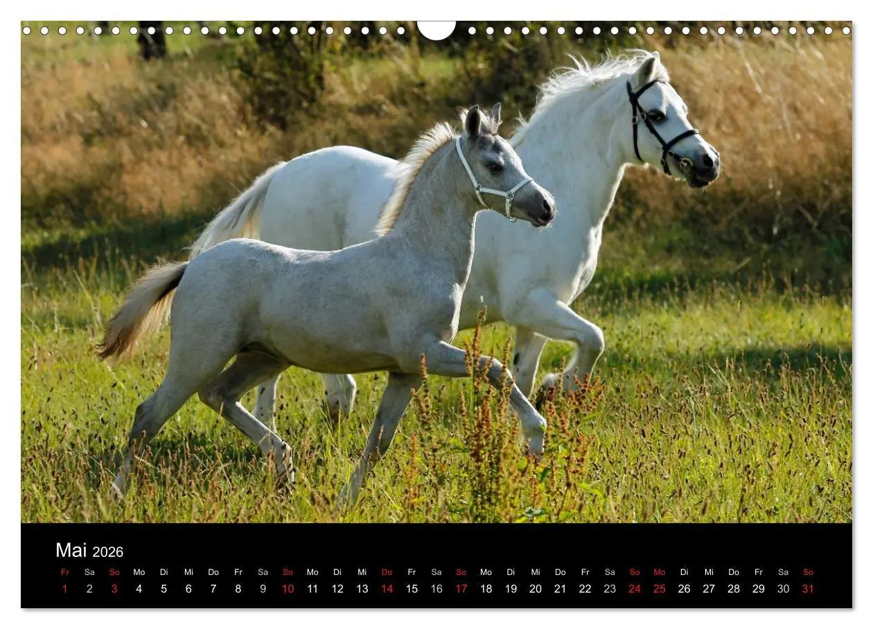 Bild: 9783457989616 | Faszinierende Pferde 2026 (Wandkalender 2026 DIN A3 quer), CALVENDO...