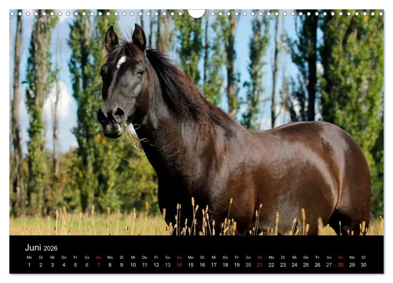 Bild: 9783457989616 | Faszinierende Pferde 2026 (Wandkalender 2026 DIN A3 quer), CALVENDO...