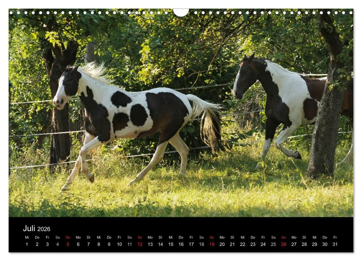 Bild: 9783457989616 | Faszinierende Pferde 2026 (Wandkalender 2026 DIN A3 quer), CALVENDO...