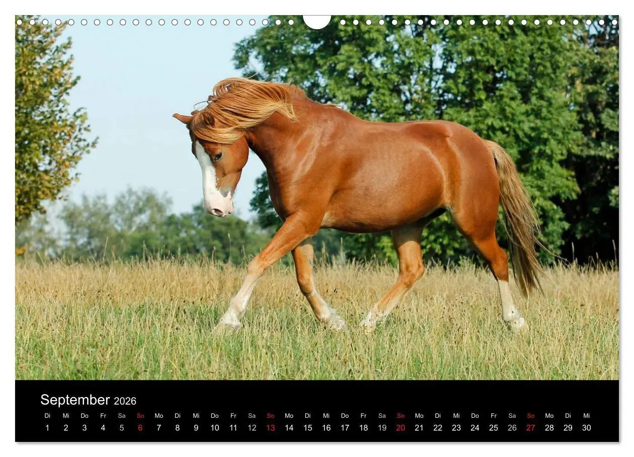 Bild: 9783457989616 | Faszinierende Pferde 2026 (Wandkalender 2026 DIN A3 quer), CALVENDO...