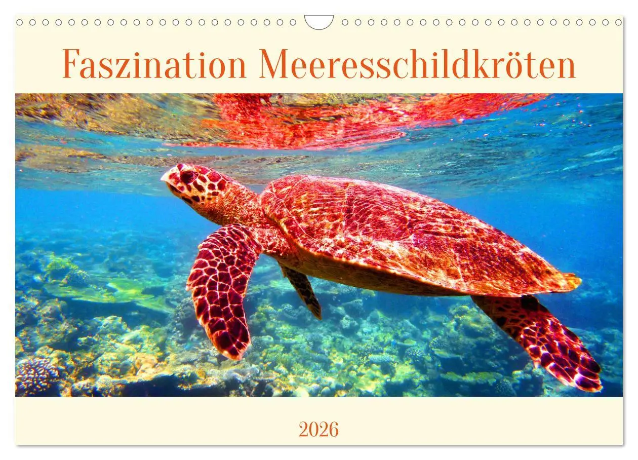 Cover: 9783516049916 | Faszination Meeresschildkröten (Wandkalender 2026 DIN A3 quer),...