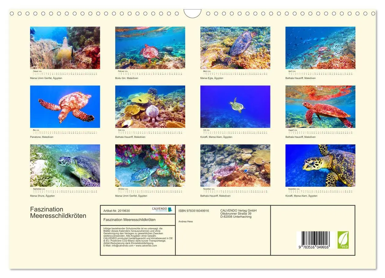 Bild: 9783516049916 | Faszination Meeresschildkröten (Wandkalender 2026 DIN A3 quer),...