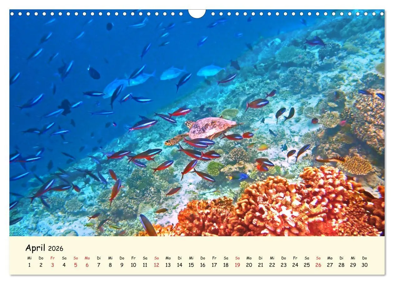 Bild: 9783516049916 | Faszination Meeresschildkröten (Wandkalender 2026 DIN A3 quer),...
