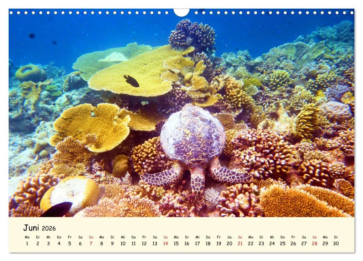 Bild: 9783516049916 | Faszination Meeresschildkröten (Wandkalender 2026 DIN A3 quer),...
