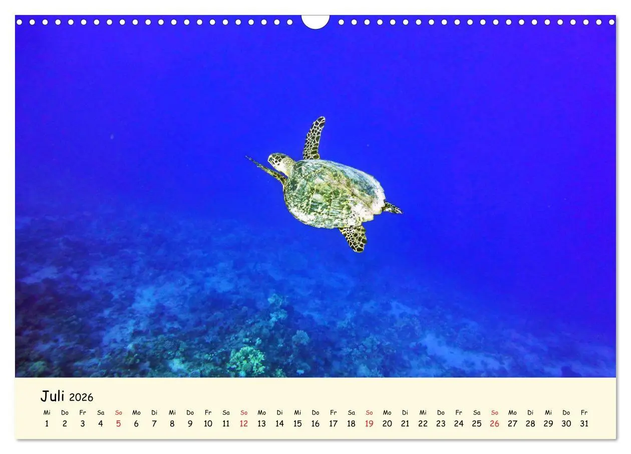 Bild: 9783516049916 | Faszination Meeresschildkröten (Wandkalender 2026 DIN A3 quer),...