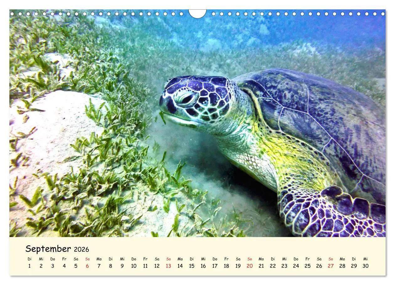 Bild: 9783516049916 | Faszination Meeresschildkröten (Wandkalender 2026 DIN A3 quer),...