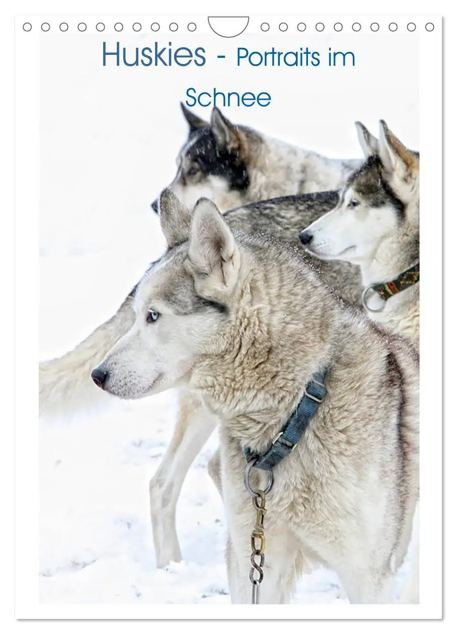 Cover: 9783516429916 | Huskies - Portraits im Schnee (Wandkalender 2026 DIN A4 hoch),...