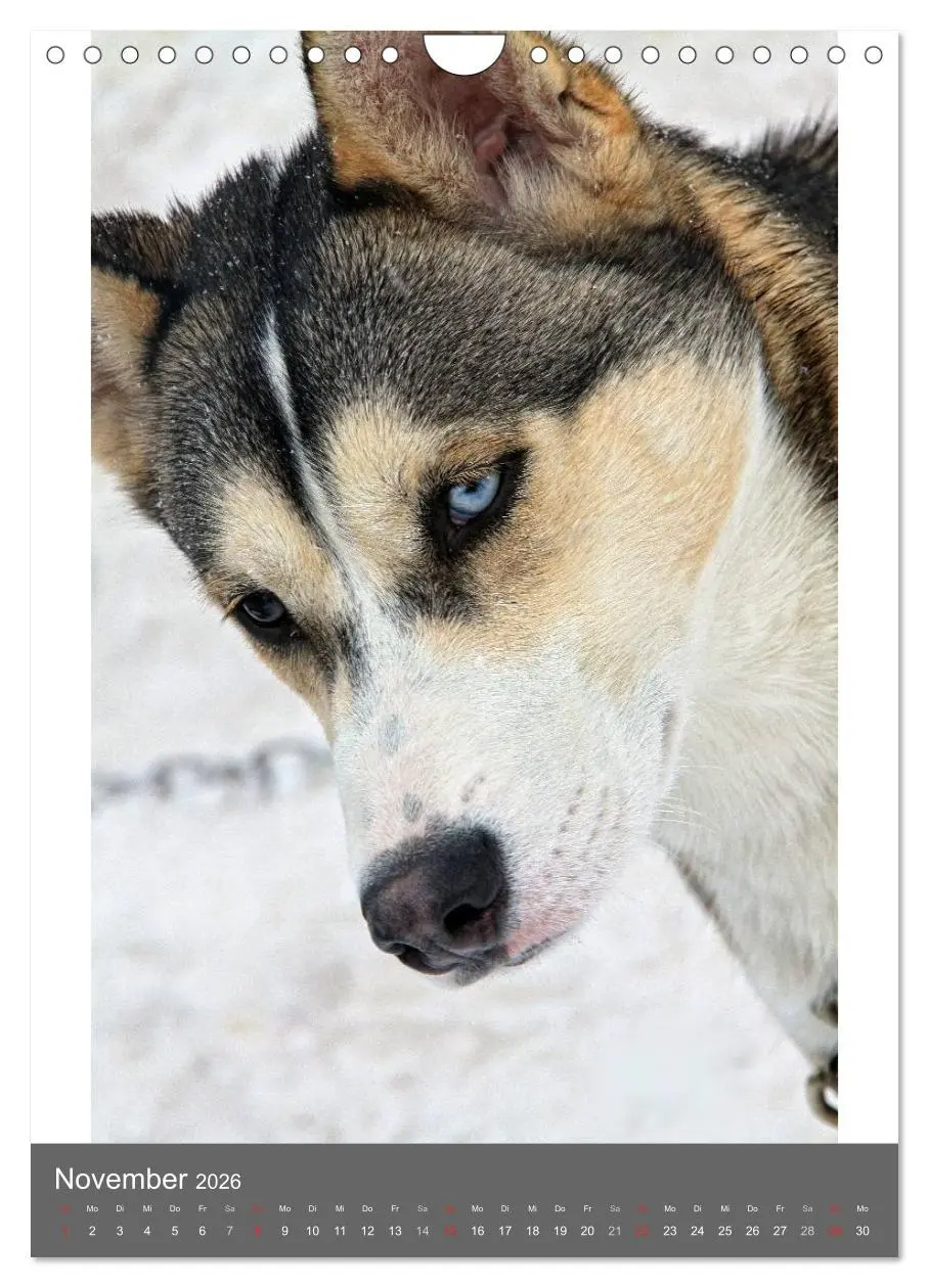 Bild: 9783516429916 | Huskies - Portraits im Schnee (Wandkalender 2026 DIN A4 hoch),...