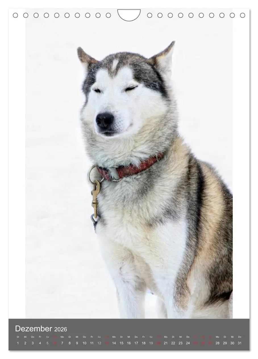Bild: 9783516429916 | Huskies - Portraits im Schnee (Wandkalender 2026 DIN A4 hoch),...