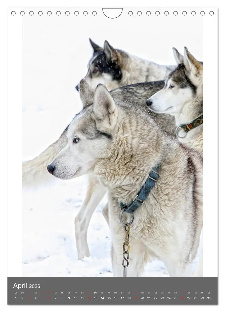 Bild: 9783516429916 | Huskies - Portraits im Schnee (Wandkalender 2026 DIN A4 hoch),...