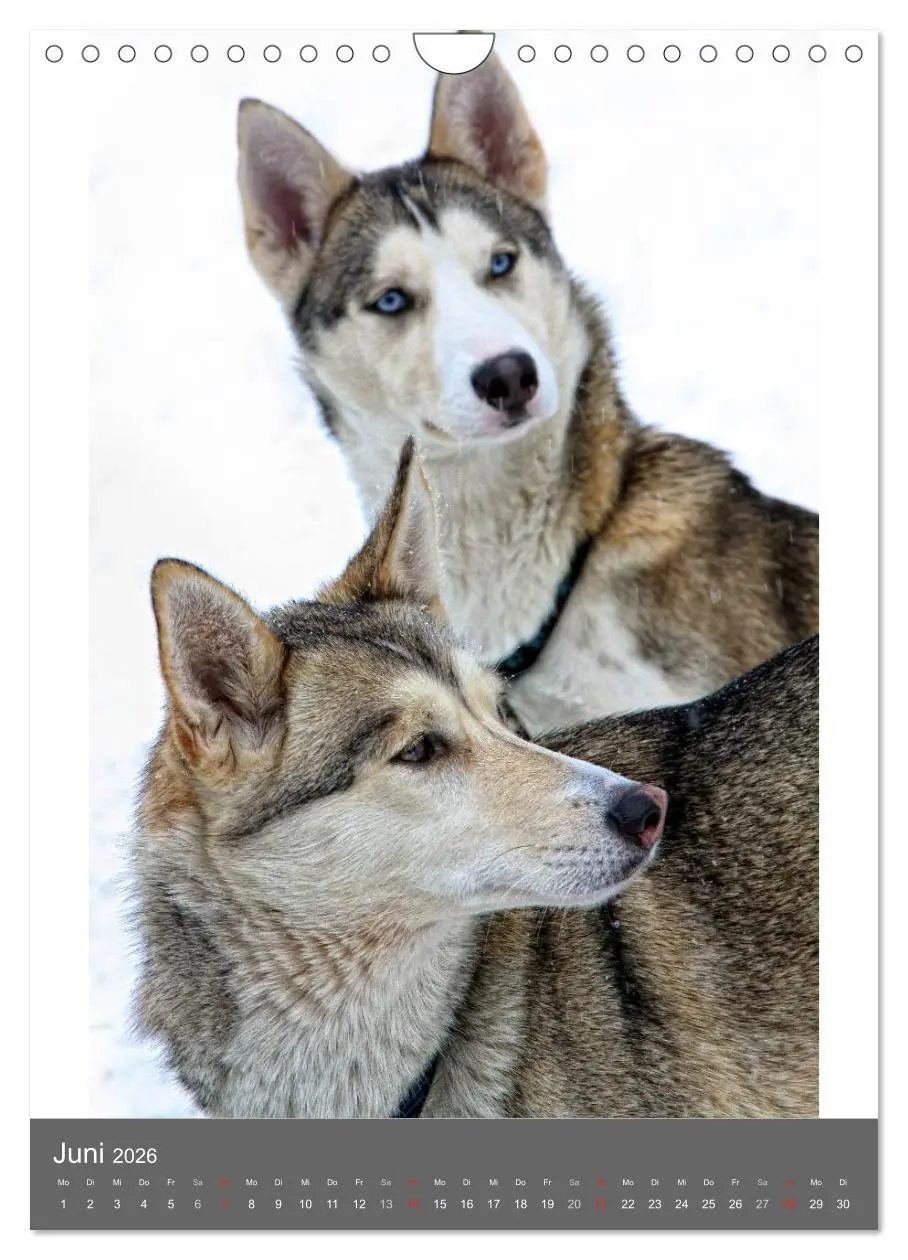 Bild: 9783516429916 | Huskies - Portraits im Schnee (Wandkalender 2026 DIN A4 hoch),...