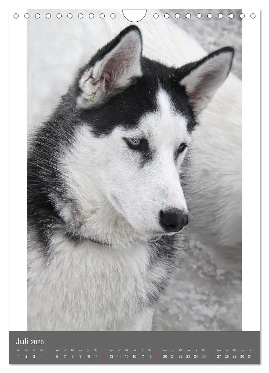 Bild: 9783516429916 | Huskies - Portraits im Schnee (Wandkalender 2026 DIN A4 hoch),...