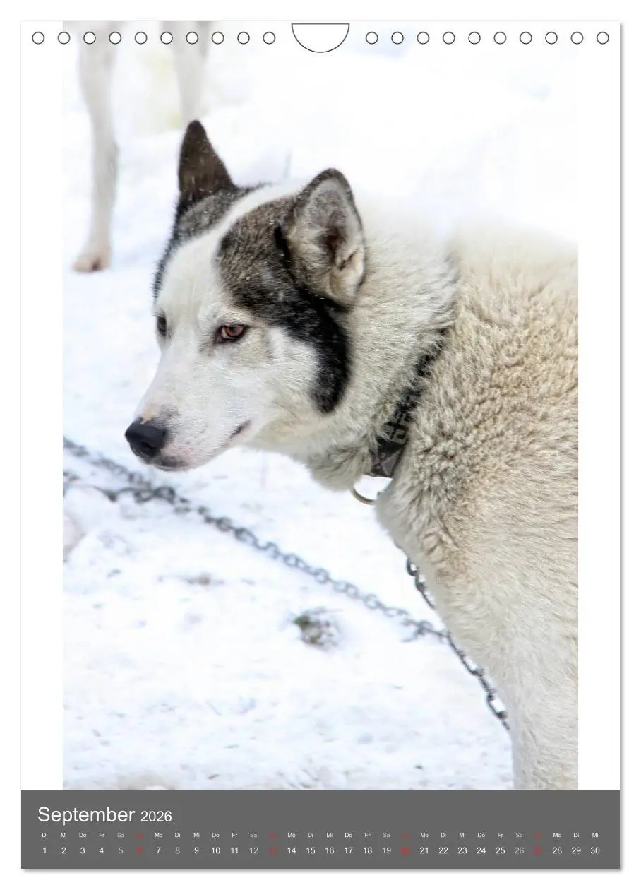 Bild: 9783516429916 | Huskies - Portraits im Schnee (Wandkalender 2026 DIN A4 hoch),...