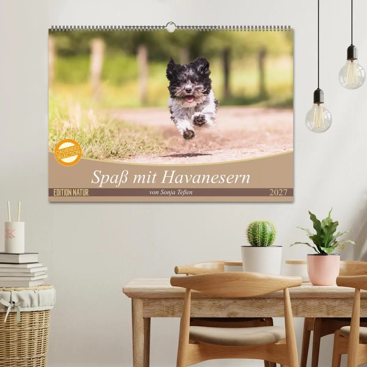 Bild: 9783569999916 | Spaß mit Havanesern (Wandkalender 2027 DIN A2 quer), CALVENDO...