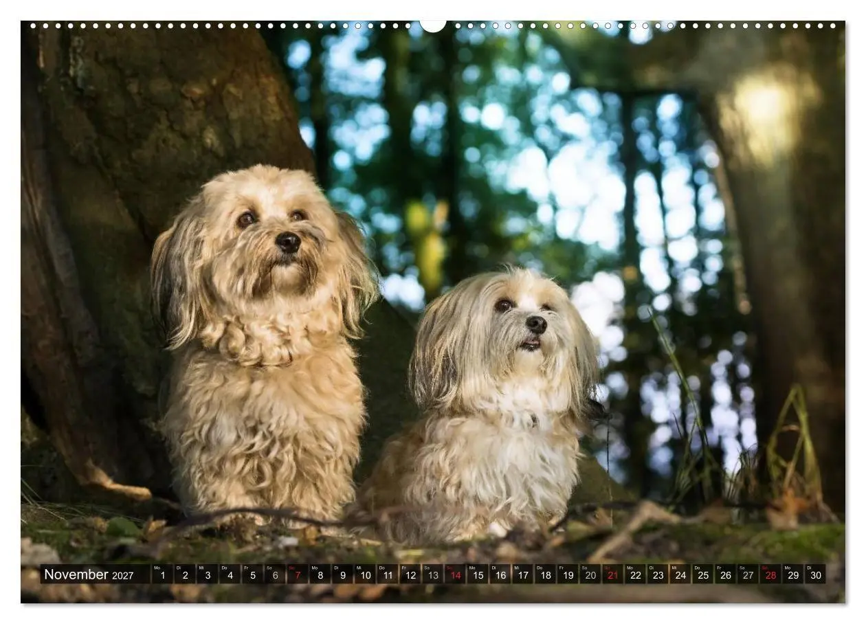 Bild: 9783569999916 | Spaß mit Havanesern (Wandkalender 2027 DIN A2 quer), CALVENDO...