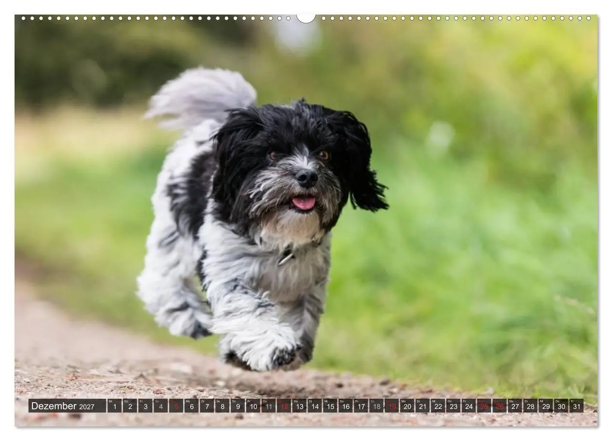 Bild: 9783569999916 | Spaß mit Havanesern (Wandkalender 2027 DIN A2 quer), CALVENDO...
