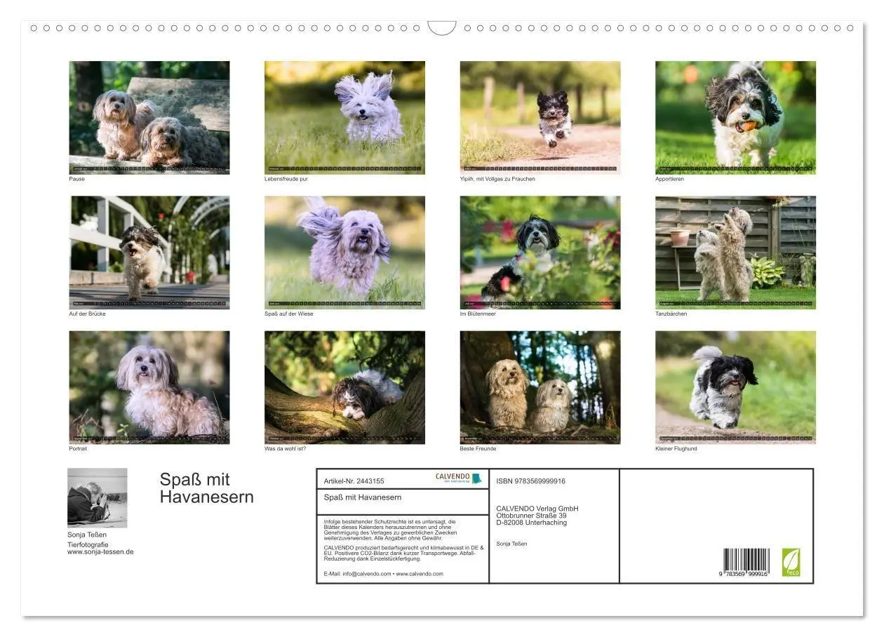Bild: 9783569999916 | Spaß mit Havanesern (Wandkalender 2027 DIN A2 quer), CALVENDO...