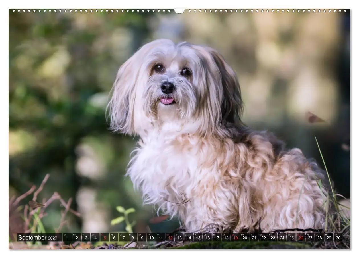 Bild: 9783569999916 | Spaß mit Havanesern (Wandkalender 2027 DIN A2 quer), CALVENDO...