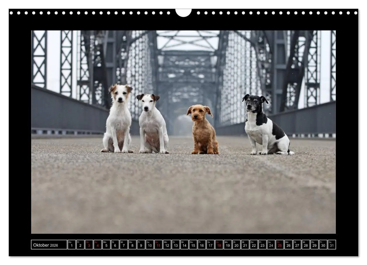 Bild: 9783516160017 | Parson Russell Terrier (Wandkalender 2026 DIN A3 quer), CALVENDO...
