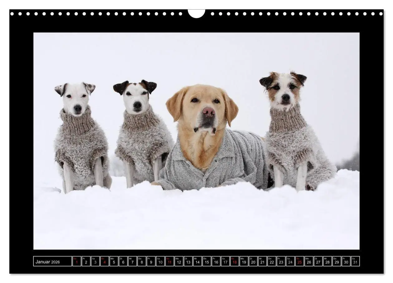 Bild: 9783516160017 | Parson Russell Terrier (Wandkalender 2026 DIN A3 quer), CALVENDO...