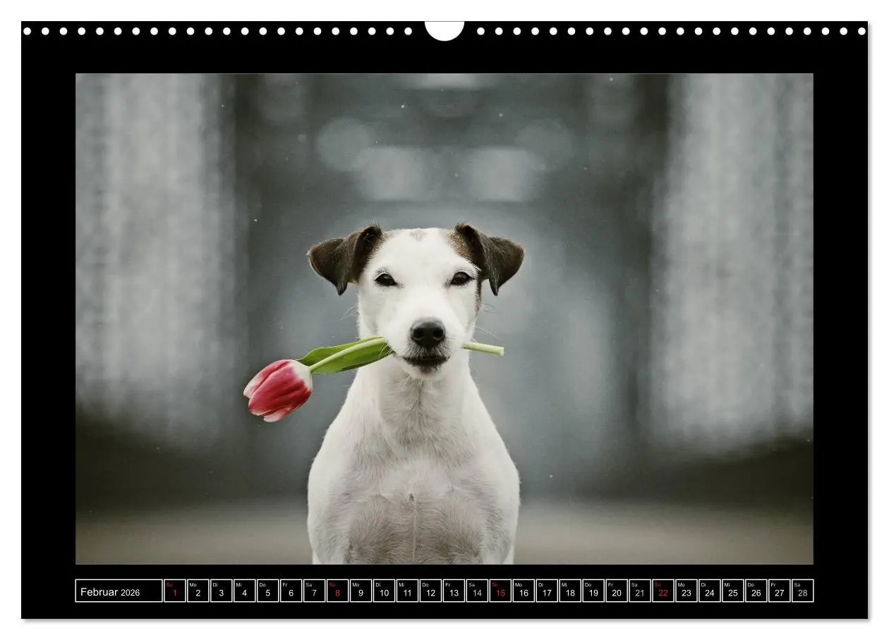 Bild: 9783516160017 | Parson Russell Terrier (Wandkalender 2026 DIN A3 quer), CALVENDO...