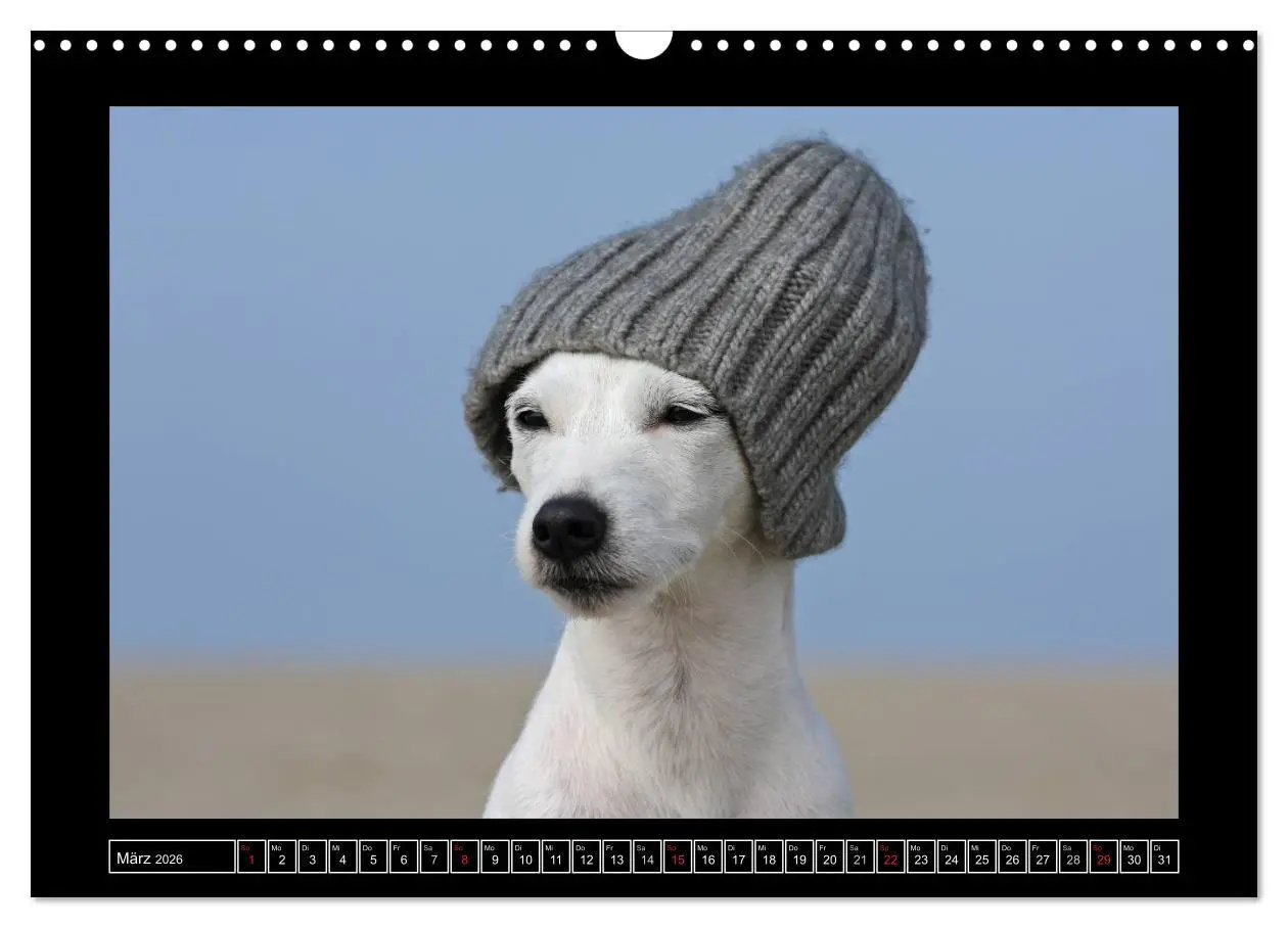 Bild: 9783516160017 | Parson Russell Terrier (Wandkalender 2026 DIN A3 quer), CALVENDO...