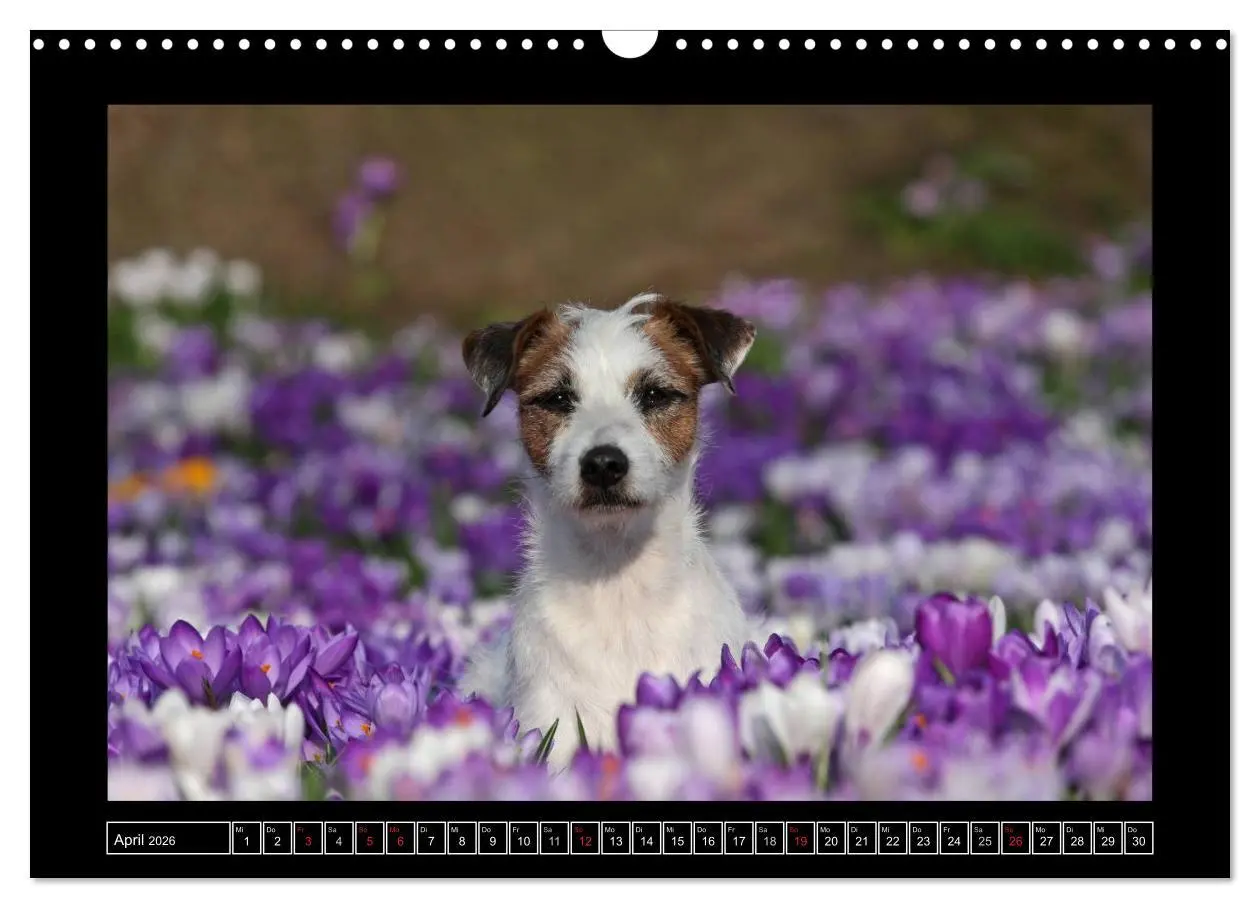 Bild: 9783516160017 | Parson Russell Terrier (Wandkalender 2026 DIN A3 quer), CALVENDO...