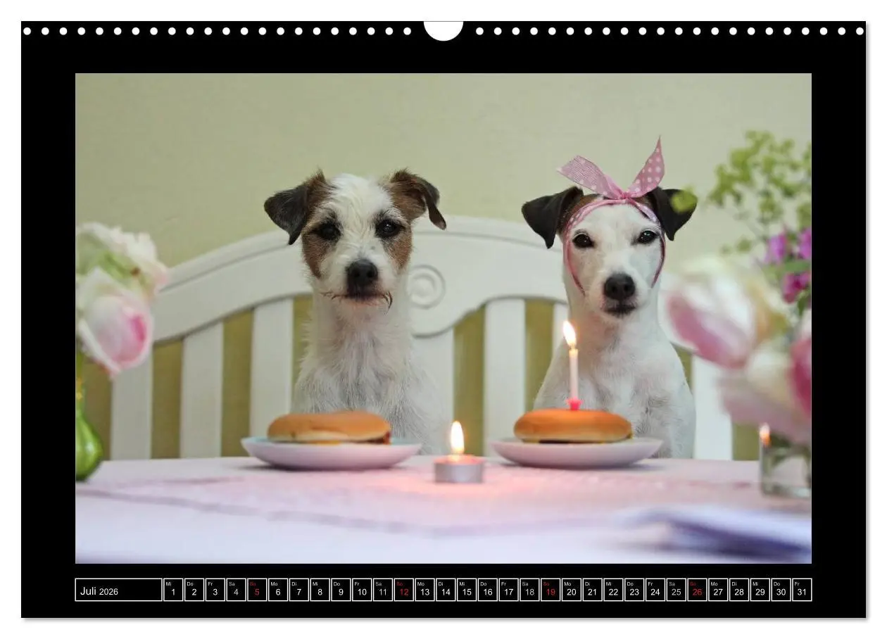 Bild: 9783516160017 | Parson Russell Terrier (Wandkalender 2026 DIN A3 quer), CALVENDO...