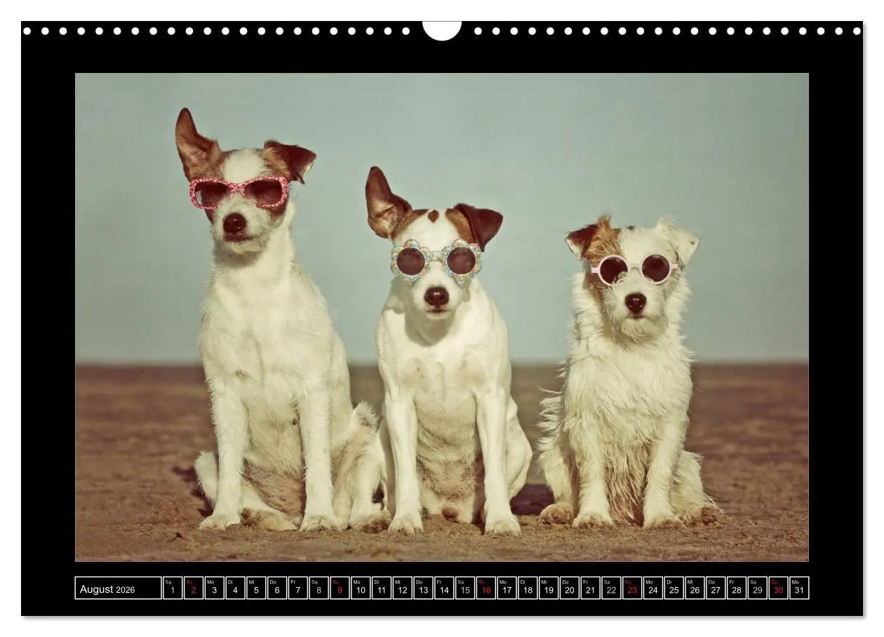 Bild: 9783516160017 | Parson Russell Terrier (Wandkalender 2026 DIN A3 quer), CALVENDO...