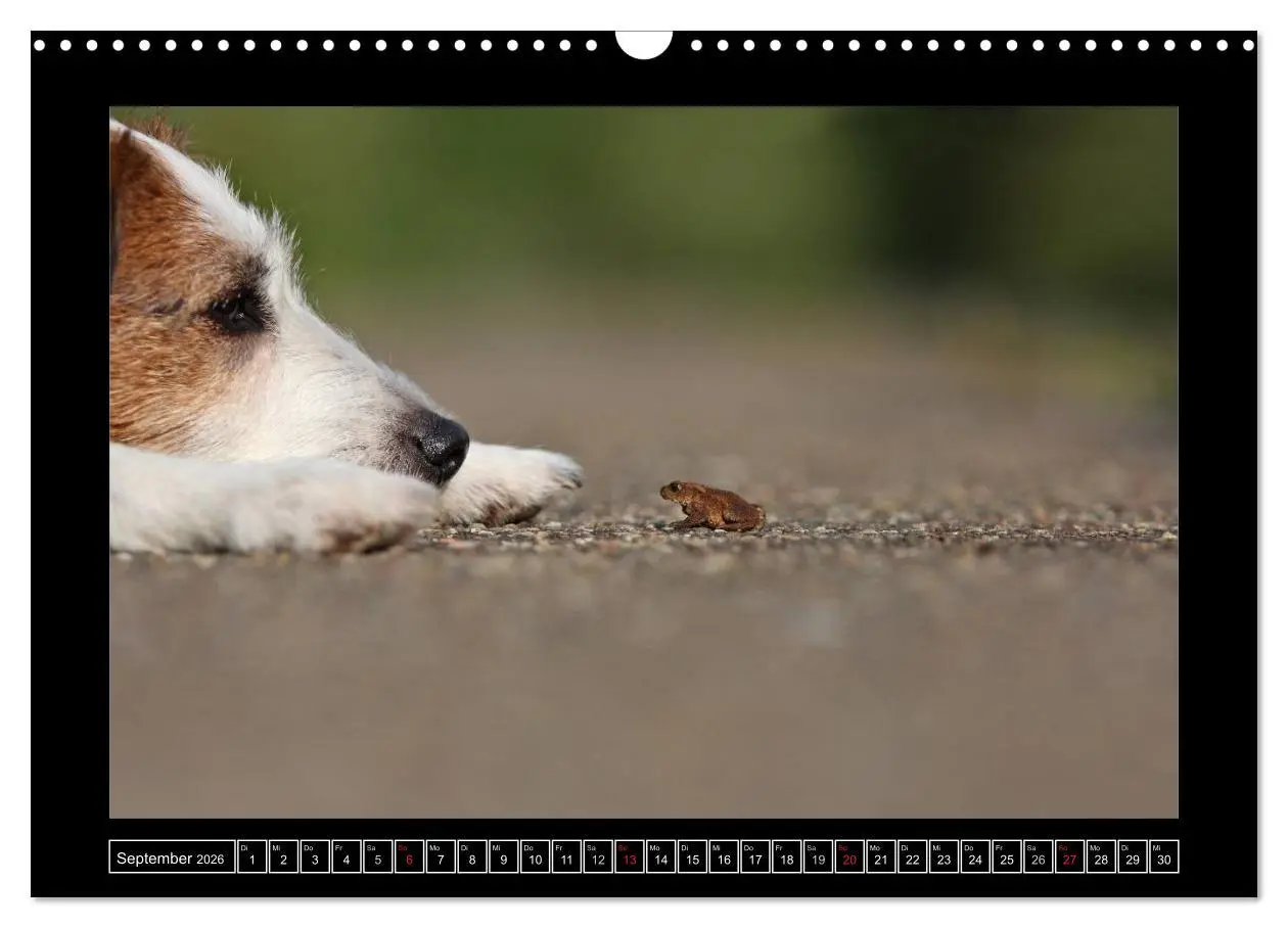Bild: 9783516160017 | Parson Russell Terrier (Wandkalender 2026 DIN A3 quer), CALVENDO...