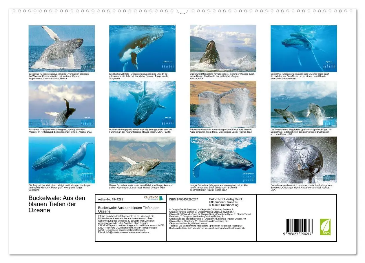 Bild: 9783457290217 | Buckelwale: Aus den blauen Tiefen der Ozeane (hochwertiger Premium...