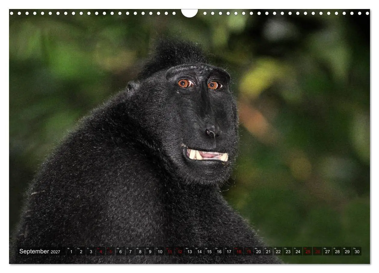 Bild: 9783569780217 | Planet der seltenen Affen (Wandkalender 2027 DIN A3 quer), CALVENDO...