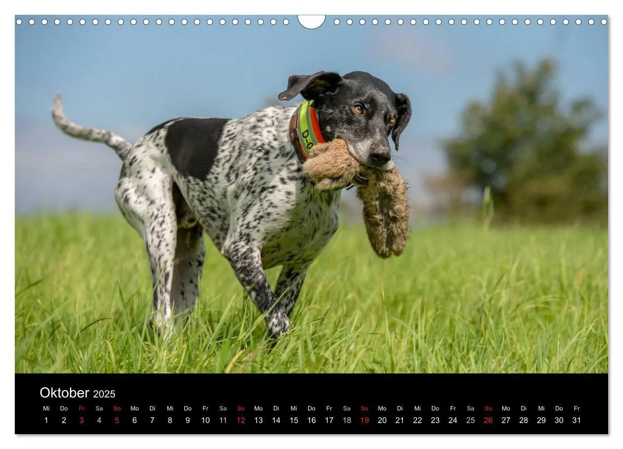 Bild: 9783435640317 | Jagdhunde bei der Arbeit (Wandkalender 2025 DIN A3 quer), CALVENDO...
