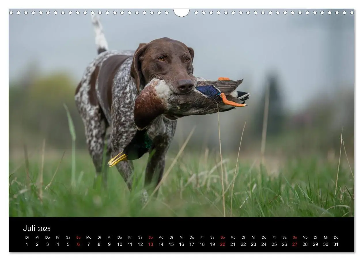 Bild: 9783435640317 | Jagdhunde bei der Arbeit (Wandkalender 2025 DIN A3 quer), CALVENDO...