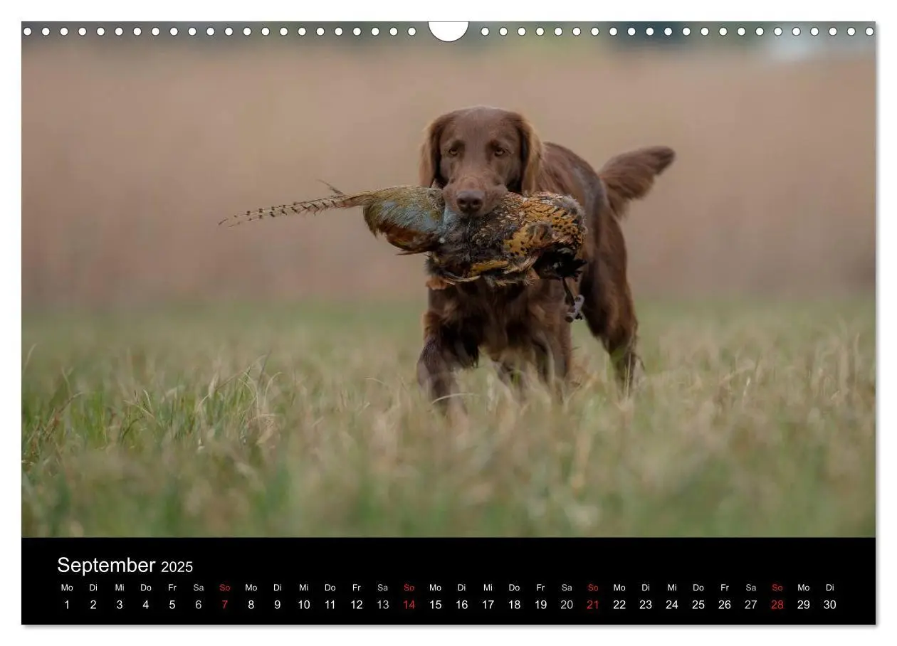 Bild: 9783435640317 | Jagdhunde bei der Arbeit (Wandkalender 2025 DIN A3 quer), CALVENDO...