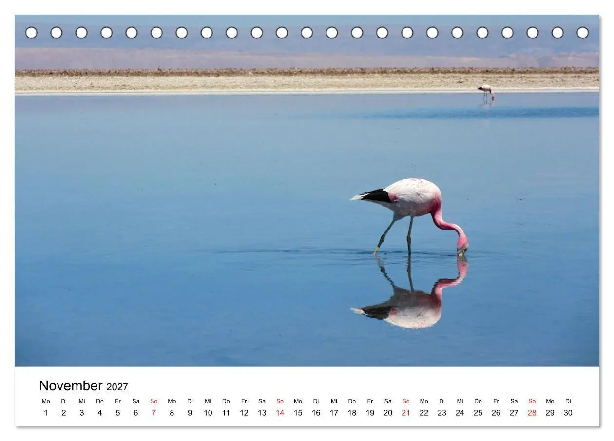 Bild: 9783569530317 | Mein Flamingo Jahr (Tischkalender 2027 DIN A5 quer), CALVENDO...