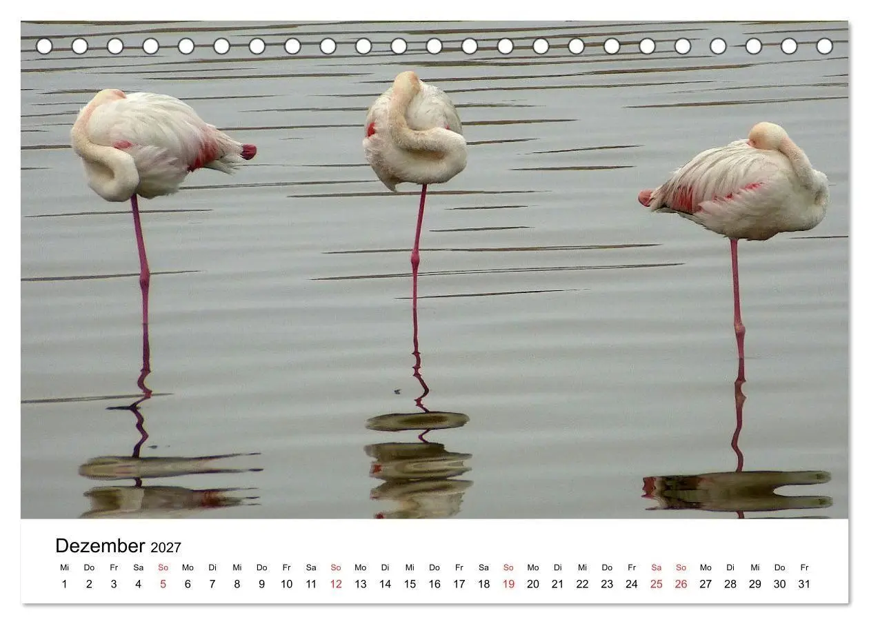 Bild: 9783569530317 | Mein Flamingo Jahr (Tischkalender 2027 DIN A5 quer), CALVENDO...