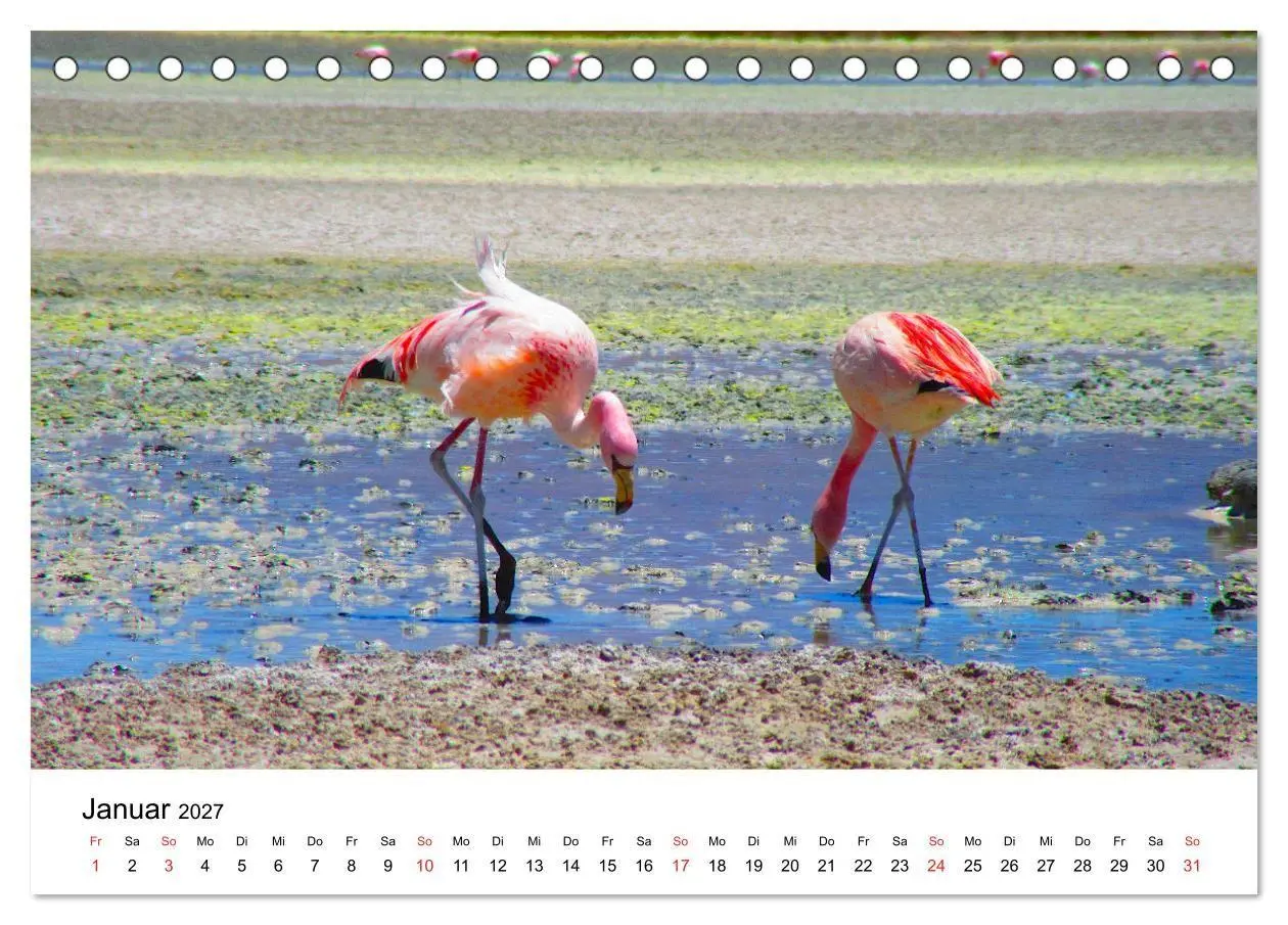 Bild: 9783569530317 | Mein Flamingo Jahr (Tischkalender 2027 DIN A5 quer), CALVENDO...
