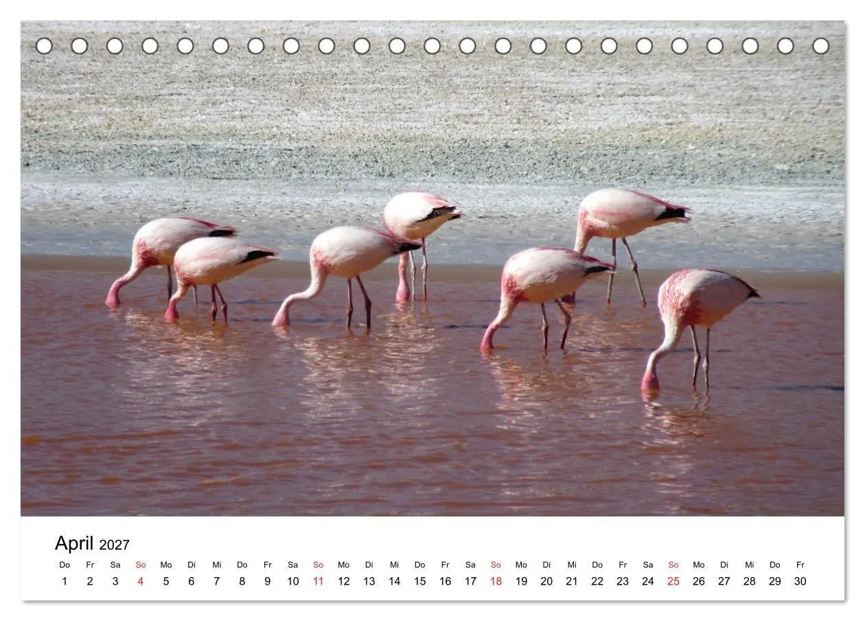 Bild: 9783569530317 | Mein Flamingo Jahr (Tischkalender 2027 DIN A5 quer), CALVENDO...